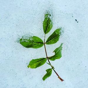 Meet your Posher, Jesús